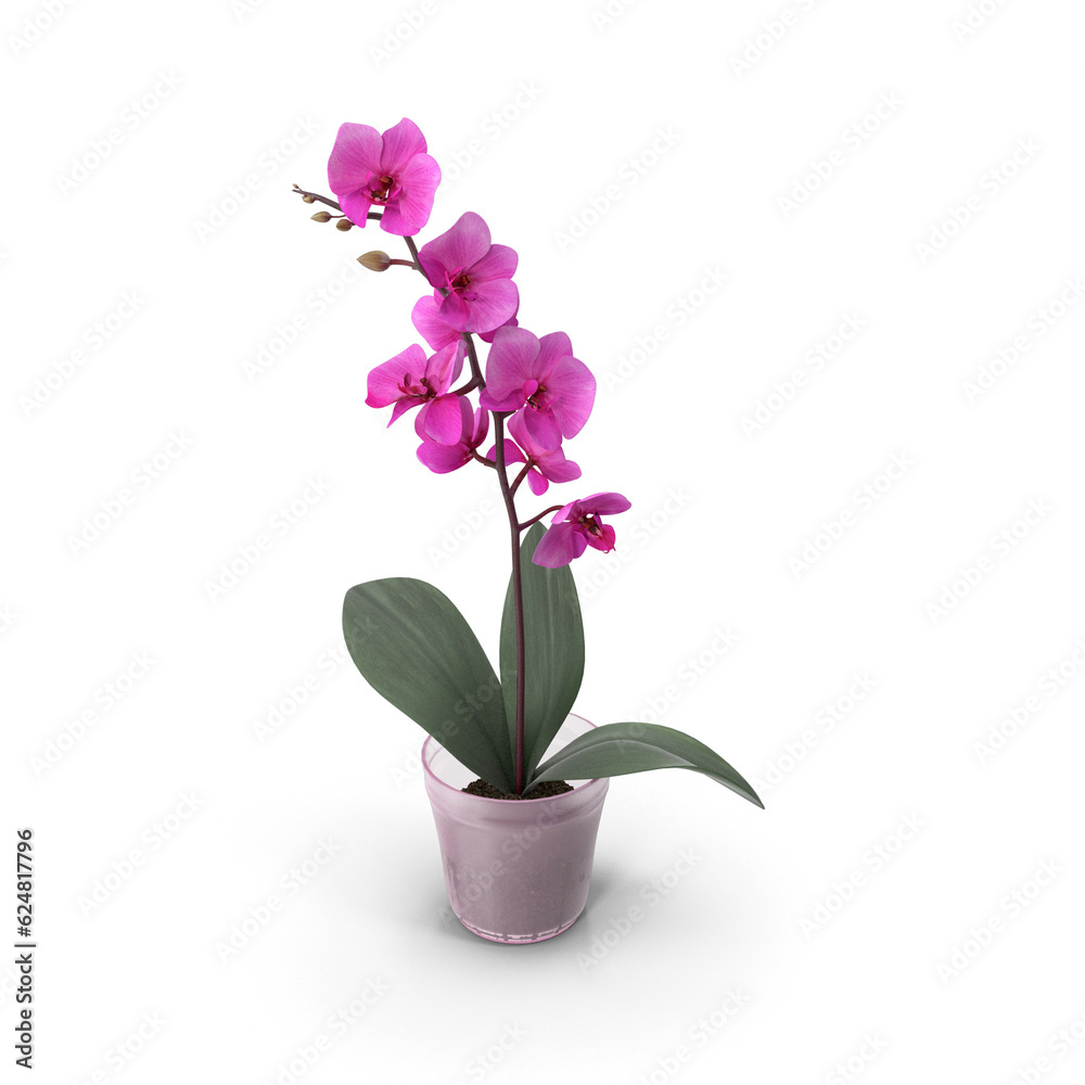 Purple orchid flower in a pot