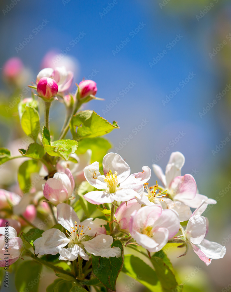 Obraz premium Pink flowers bloom on the trees. Spring landscape with cherry blossoms. Beautiful blooming garden on a sunny day. Copy space for text.