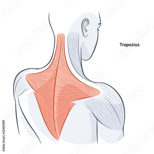 Women shoulder and back muscles structure vector illustration