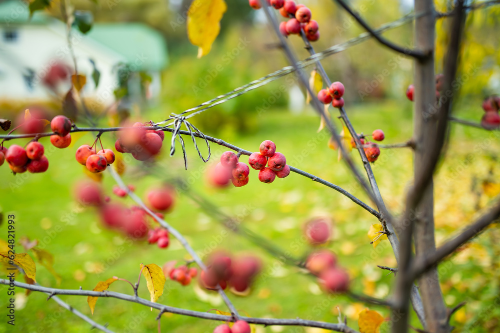 Small red paradise apples on a tree branch on fall day. Autumn fruits, harvest concept. Small red paradise apples on a tree branch on fall day. Autumn fruits, harvest concept.