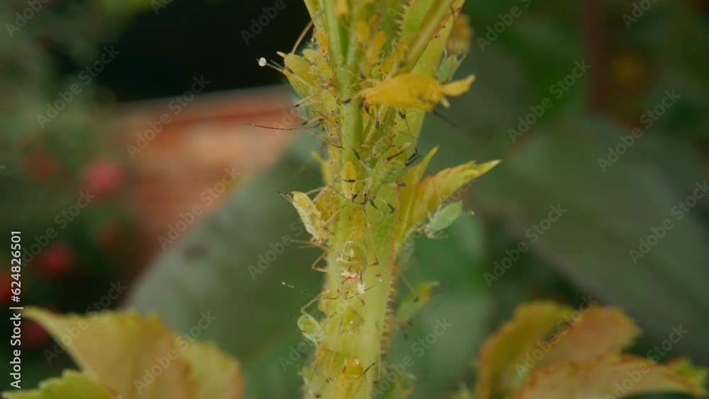 Insect pest green aphid on a rose stem. Green beetles parasite. Macro shot. Rose pests. Insect pest green aphid on a rose stem. Green beetles parasite. Macro shot. Rose pests.
