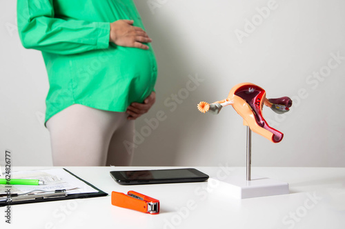 layout of the female reproductive system in the gynecologist's office against the backdrop of a pregnant girl with a big belly. The concept of chlamydia infections  photo