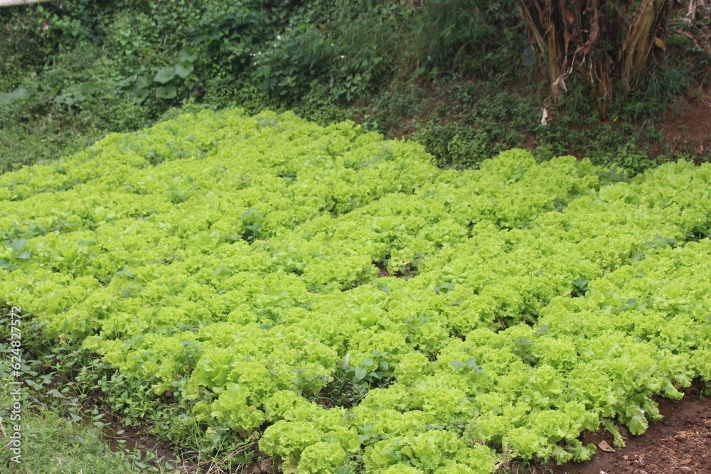 In a garden with growing plants ready to be harvested when the time comes In a garden with growing plants ready to be harvested when the time comes