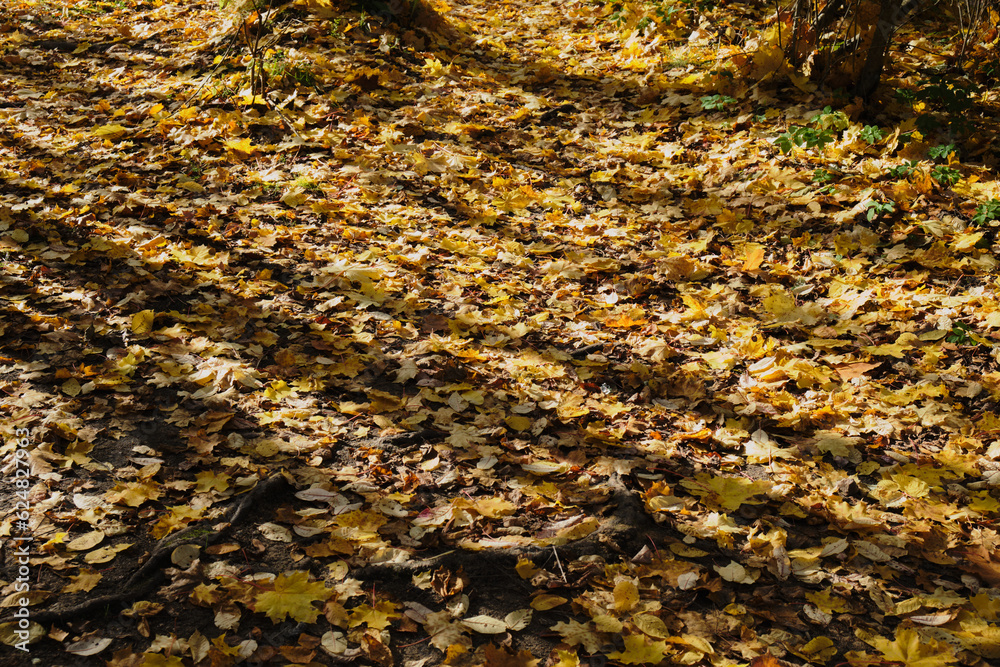 Red and orange autumn leaves on the ground. Outdoor. fallen autumn leaves Red and orange autumn leaves on the ground. Outdoor. fallen autumn leaves