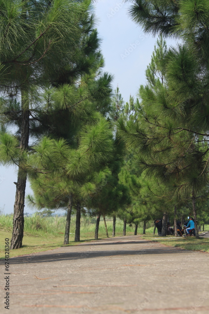 A large collection of pine trees on the side of the road that adds to the uniqueness of the pedestrian area A large collection of pine trees on the side of the road that adds to the uniqueness of the pedestrian area