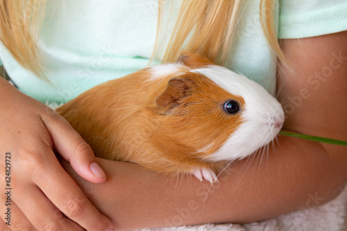 A guinea pig sits in the hands of the hostess. A little girl holds a red-and-white guinea pig in her arms. High quality photo