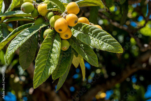 Fotografiet Loquat fruits (Eriobotrya japonica) on the tree