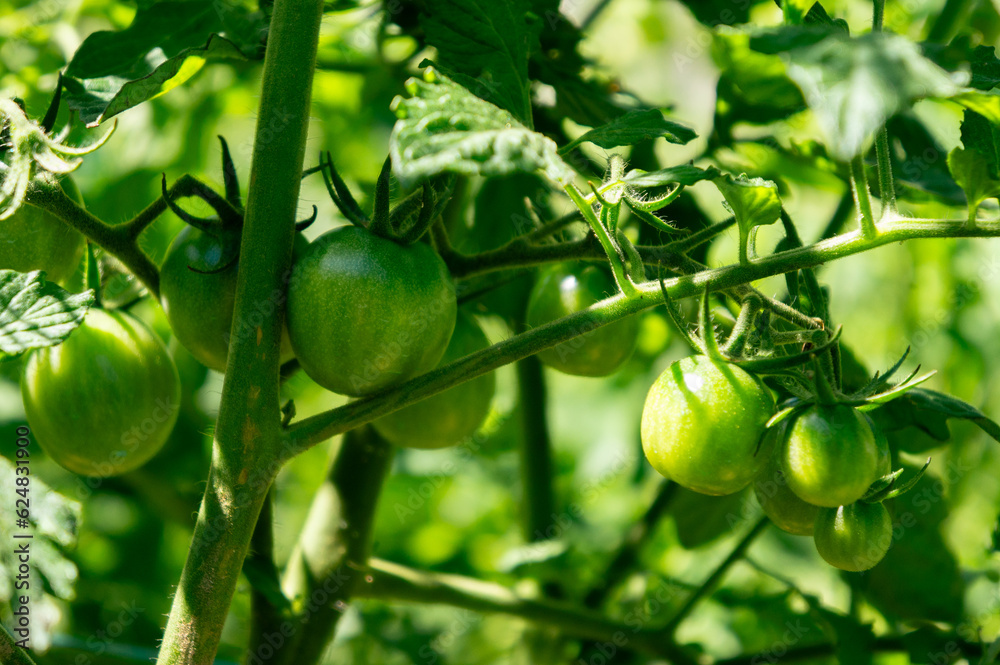 Fototapeta premium Young Green Tomatoes on the Branch