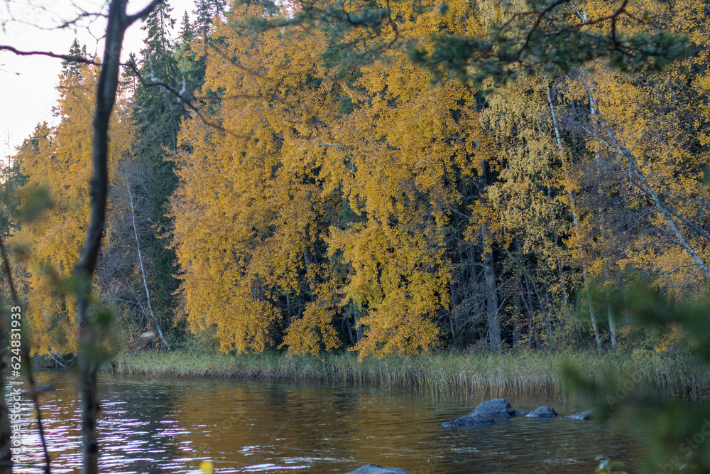 Autumn lake view with a yellowing treeline. Autumn lake view with a yellowing treeline.