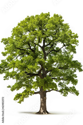 Giant oak isolated on a white background