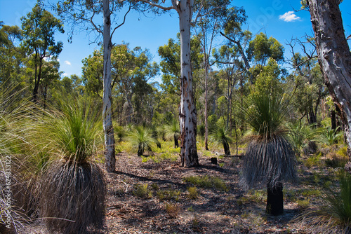 Grass trees (Xanthorrhoea) with black trunks in native forest with jarrah, marri and powderbark trees in Avon Valley National park, close to Perth, Western Australia.
