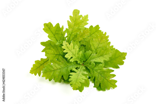Green Oak Leaves  isolated on white background.