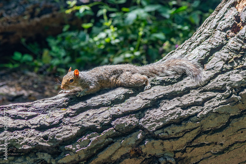 Grey squirrel sunbathing on a large fallen tree