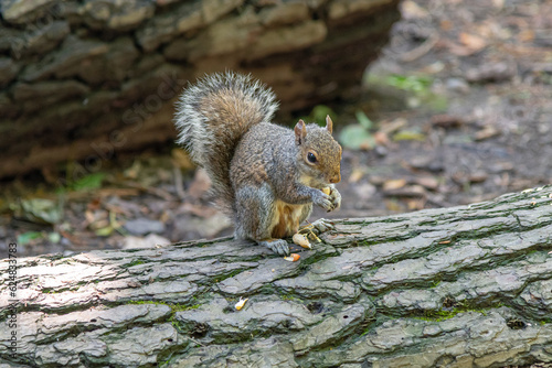 Grey squirrel sitting on a fallen tree, eating a nut