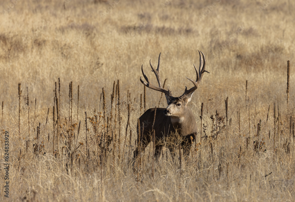 Fototapeta premium Mule Deer Buck in Colorado in Autumn