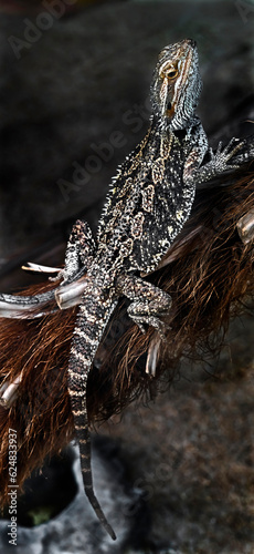 Bearded dragon on the branch. Latin name - Amphibolurus vitticeps