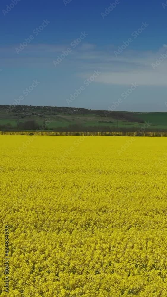 Aerial view on beautiful flowering yellow rape field. Vertical video Aerial view on beautiful flowering yellow rape field. Vertical video