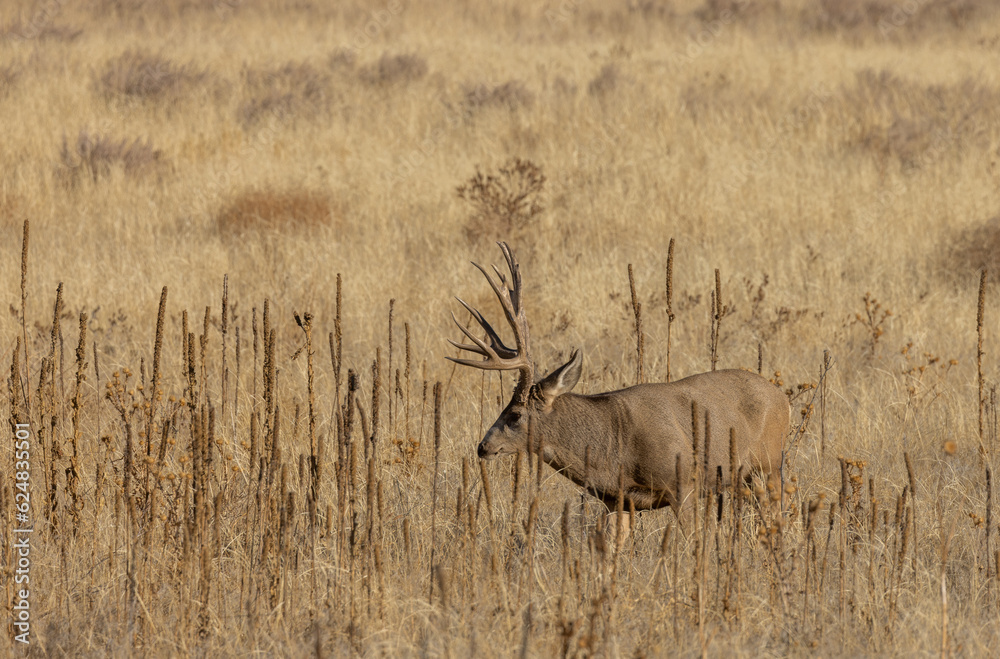 Fototapeta premium Mule Deer Buck in Colorado in Autumn