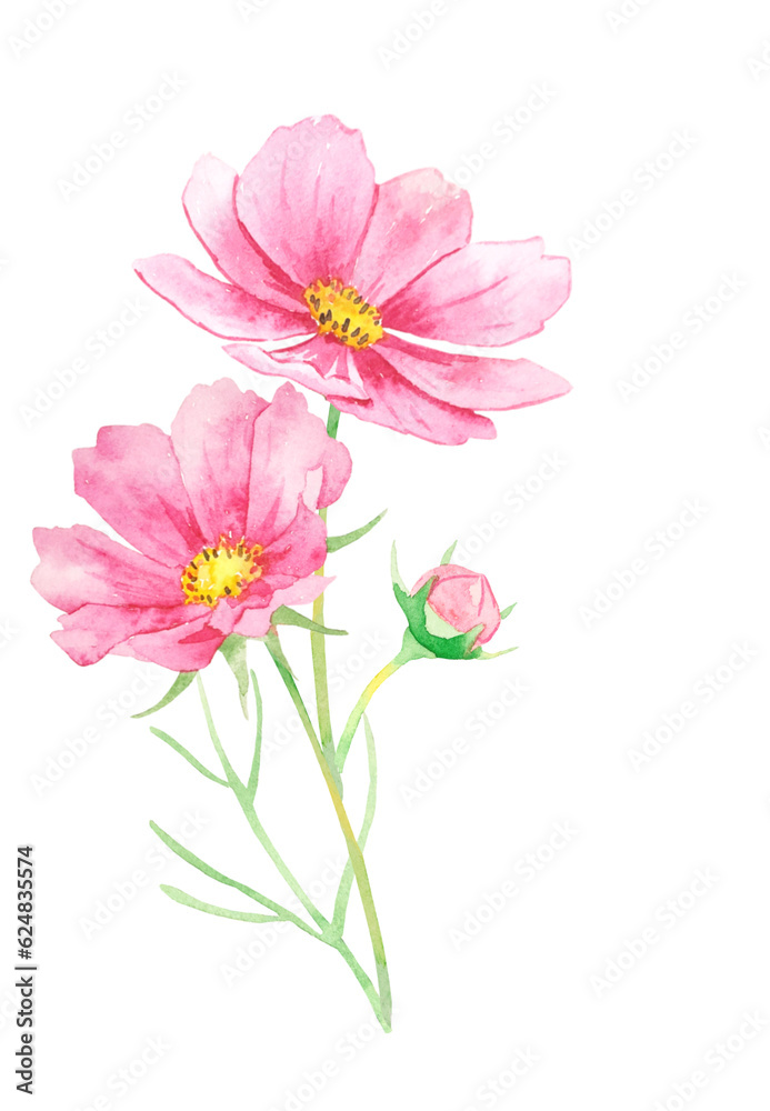 ピンク色コスモスの花束水彩イラスト