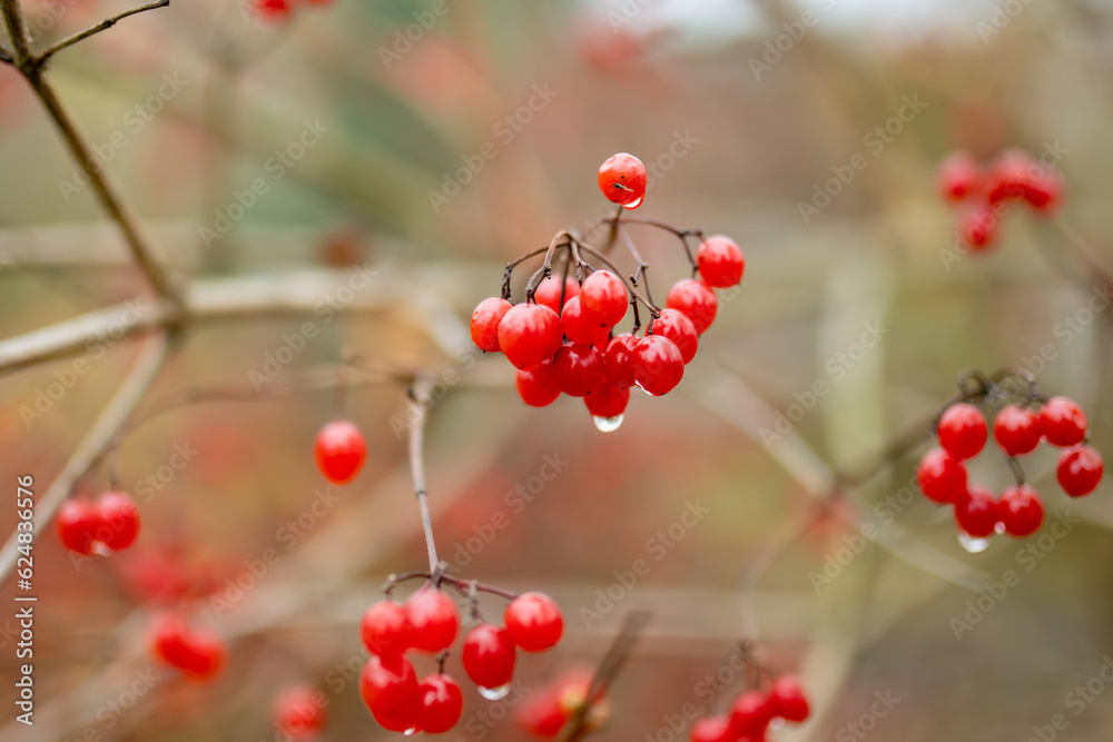 Bright red fruits of viburnum plant on fall day. Beautiful autumn vegetation Bright red fruits of viburnum plant on fall day. Beautiful autumn vegetation