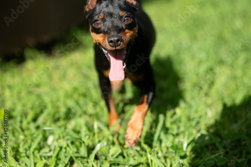Portrait of pincher dog