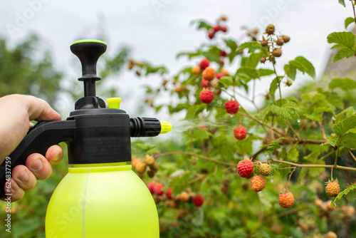 Papier peint Spraying raspberries in the country with ammonia and blue vitriol to kill pests and parasites