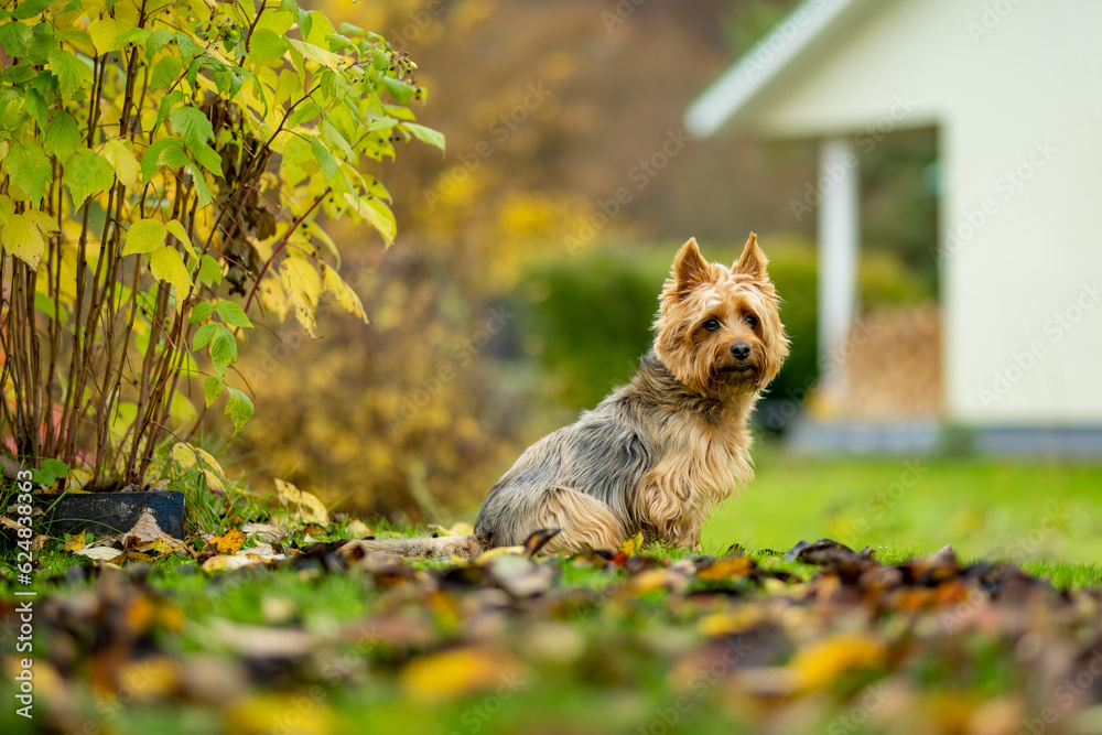 Ταπετσαρία Pedigreed australian terrier dog having fun in late autumn garden