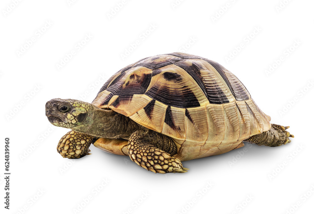 Turtle isolated on a white background with Clipping path Stock Photo ...