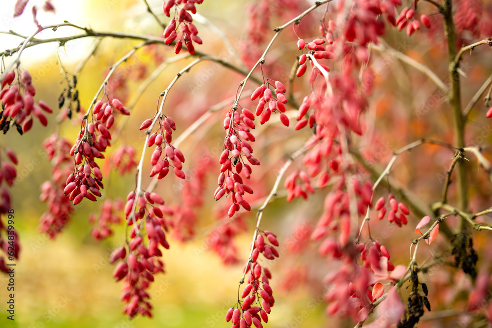 Bright red barberries on a branch on fall day. Berberis darwinii plant. Beautiful autumn vegetation. Bright red barberries on a branch on fall day. Berberis darwinii plant. Beautiful autumn vegetation.