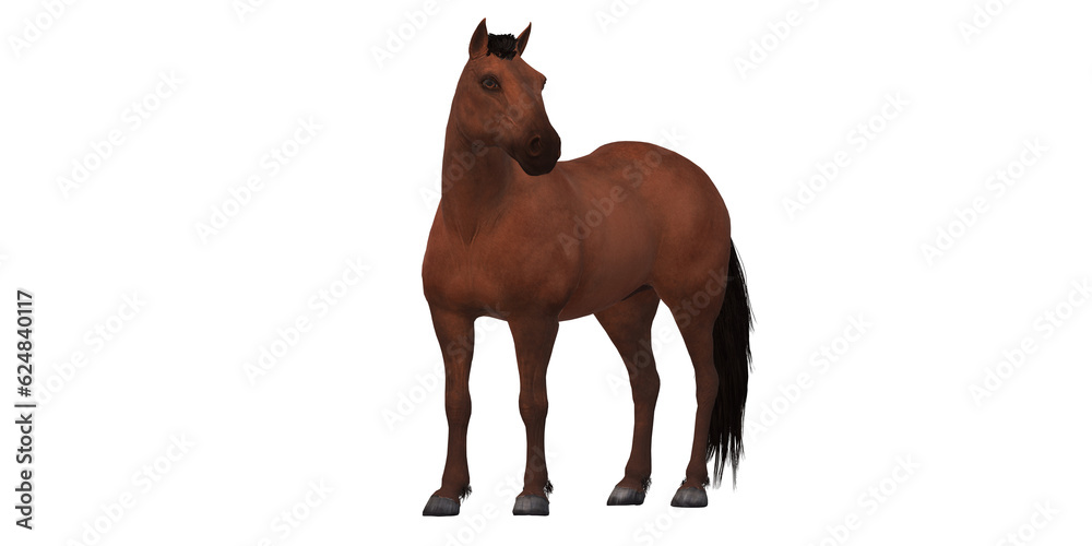 Horse isolated on a Transparent Background