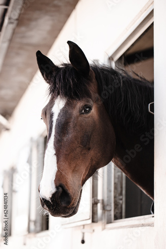 Close up of brown horse muzzle
