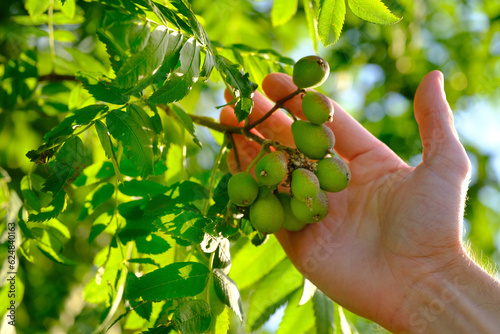 close-up male hands of farmer holding green unripe berries, fruits of Sorbus domestica, concept farm gardening, healthy eating, antioxidant powerhouses, immune-boosting, low-calorie recipes photo