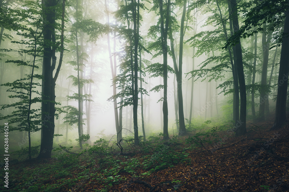 Beautiful nature at morning in the misty spring forest with sun