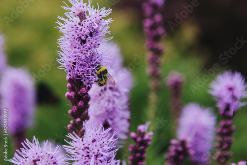 Beautiful purple flowers in a field and a bumblebee on a flower