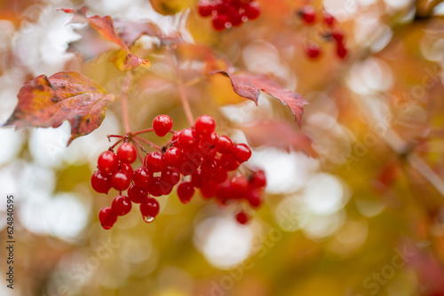 Bright red fruits of viburnum plant on fall day. Beautiful autumn vegetation