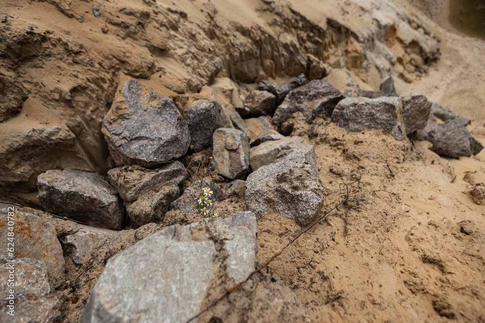 Daisies among the rocks and dry ground Daisies among the rocks and dry ground