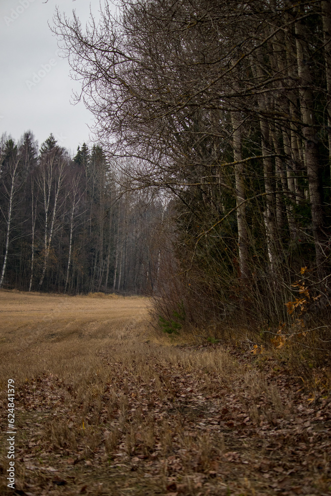 Fototapeta premium Forest border of a field in an overcast fall.