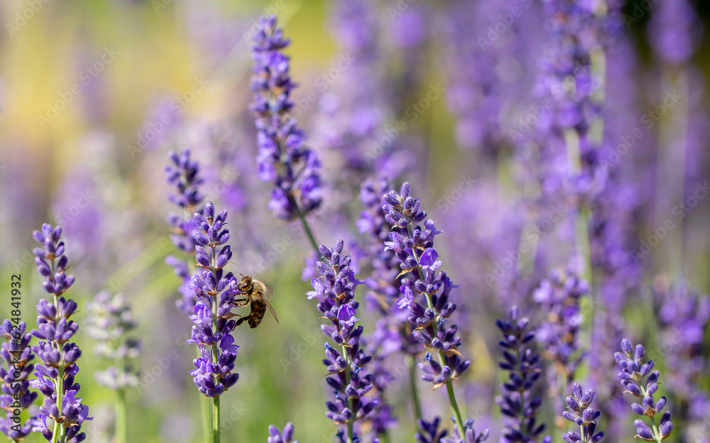 Naklejka premium Spring lavender flowers under sunlight. Bees pollinate flowers and collect pollen. Lavender honey. Beautiful landscape of nature with a panoramic view. Hi spring. long banner