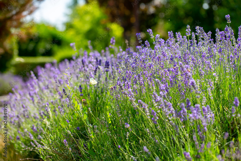 Obraz premium Spring lavender flowers under sunlight. Lilac flowers close up. Beautiful landscape of nature with a panoramic view. Hi spring. long banner