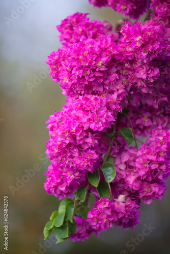 Fuchsia flower-like spring leaves of a Bougainvillea