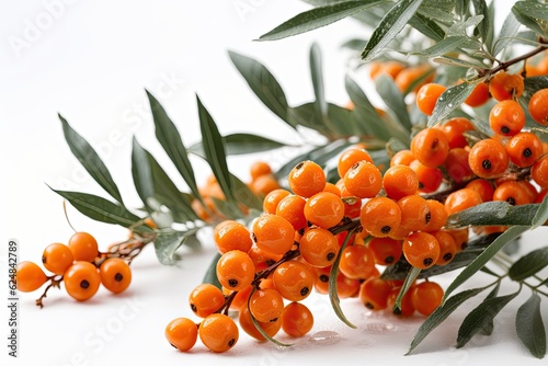 Orange sea buckthorn berries on a branch with leaves isolated on white background, illustration.