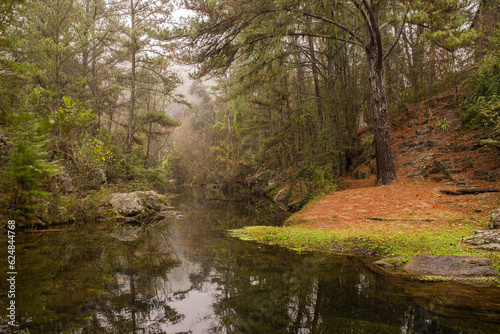 reflejo del bosque en un lago