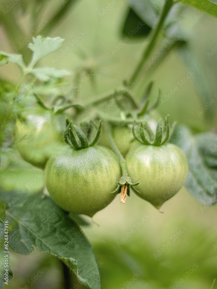 green tomatoes on the bed. farming and harvesting