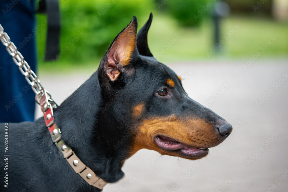 Portrait of a purebred doberman dog on a leash.