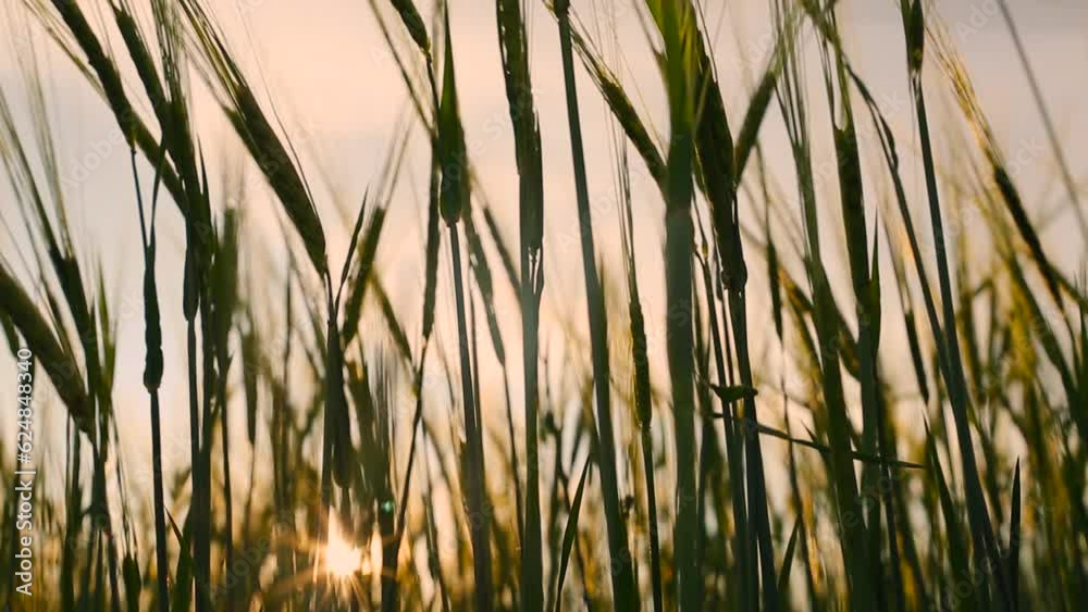 Beautiful barley field. Land area devoted to barley production. Cultivation of barley.	