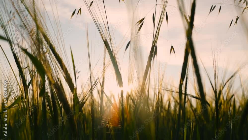 Beautiful barley field. Land area devoted to barley production. Cultivation of barley. Beautiful barley field. Land area devoted to barley production. Cultivation of barley.
