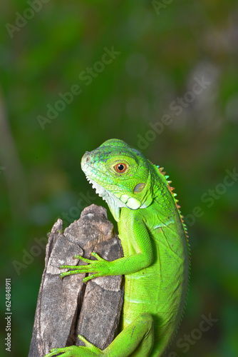 Close up photo of Green Iguana  Iguana iguana relaxing waiting for prey on a yellow flower