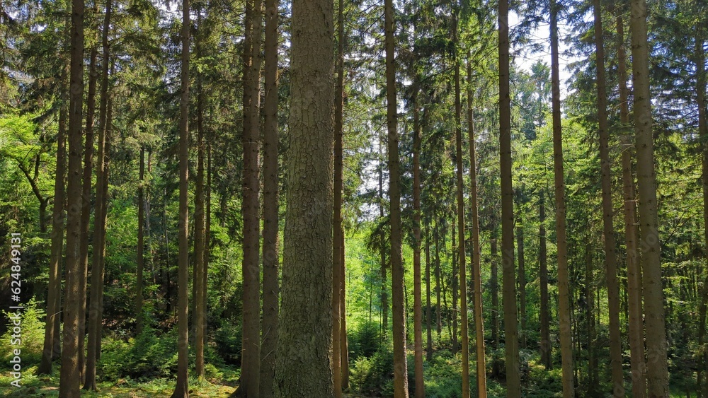 day off in the summer green forest