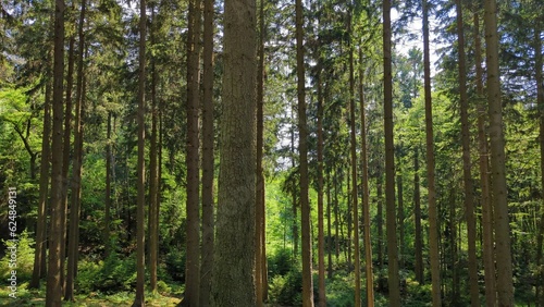 day off in the summer green forest