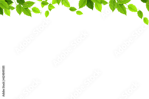 Green thee brunch on a transparent isolated background. Frame from brunch. Set of decorative borders with green branches, png